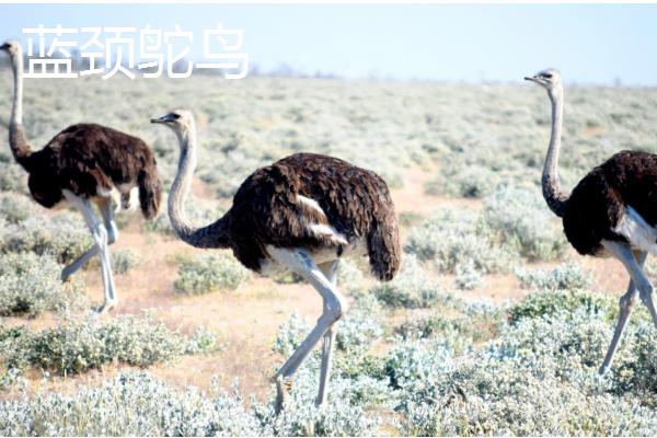 鸵鸟属于什么类,属于鸟类动物
