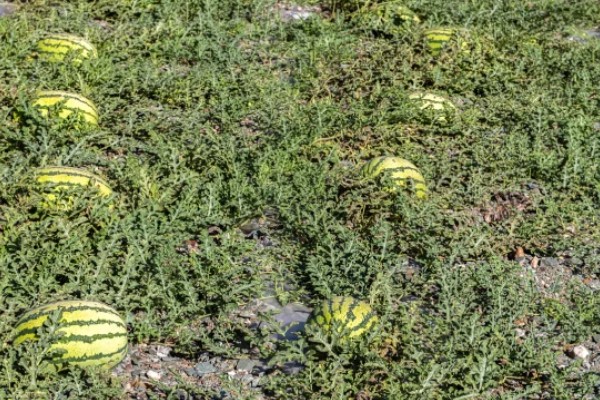 西瓜的适宜种植地区，以下4个区域均适合栽培