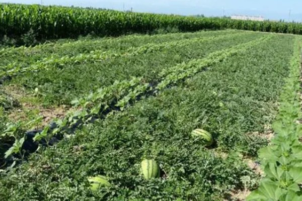 西瓜的适宜种植地区，以下4个区域均适合栽培