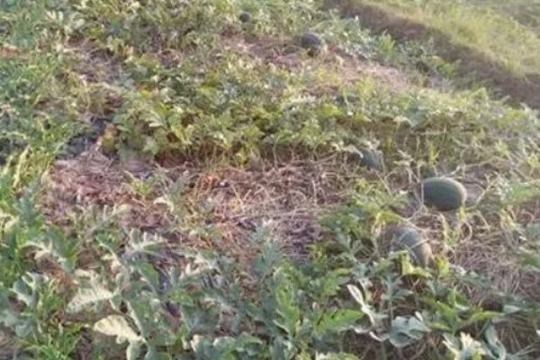 西瓜的适宜种植地区，以下4个区域均适合栽培