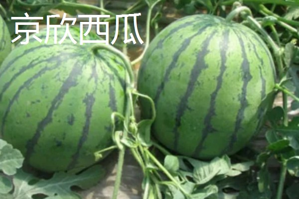 西瓜的适宜种植地区，以下4个区域均适合栽培