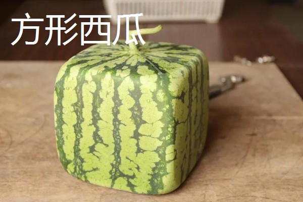 西瓜的适宜种植地区，以下4个区域均适合栽培