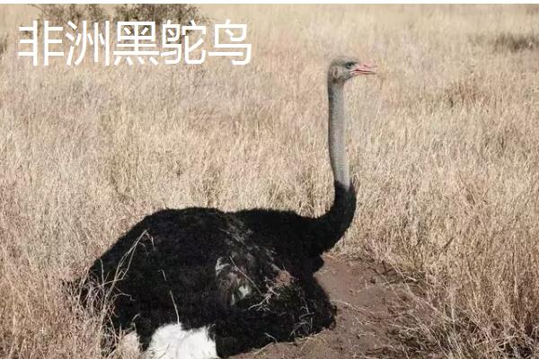 鸵鸟属于什么类,属于鸟类动物