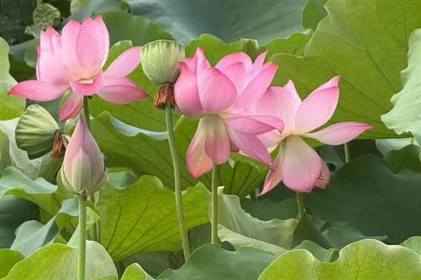 荷花有什么颜色，以白色、粉色、红色等颜色为主