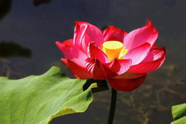 荷花有什么颜色，以白色、粉色、红色等颜色为主