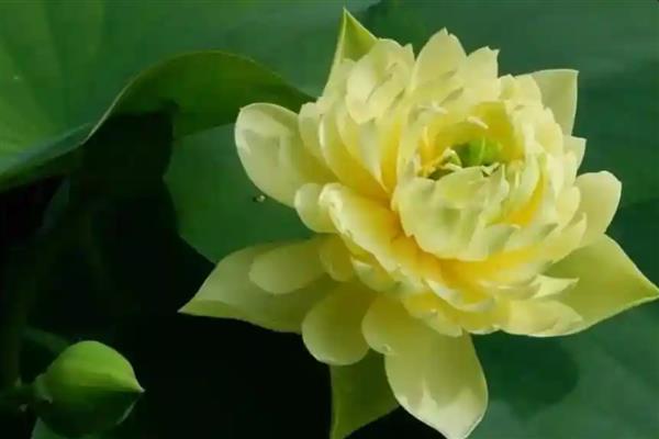 荷花有什么颜色，以白色、粉色、红色等颜色为主