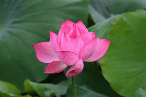 荷花有什么颜色，以白色、粉色、红色等颜色为主