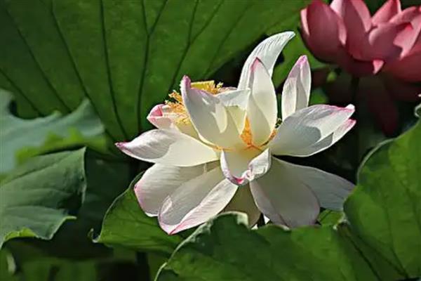 荷花有什么颜色，以白色、粉色、红色等颜色为主