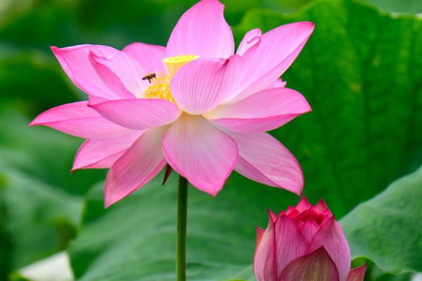 荷花有什么颜色，以白色、粉色、红色等颜色为主