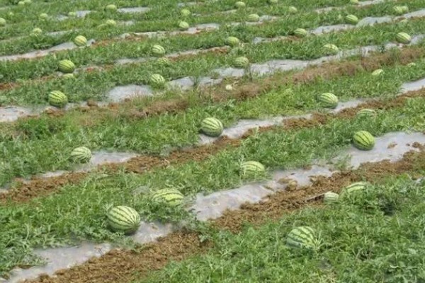 西瓜的适宜种植地区，以下4个区域均适合栽培