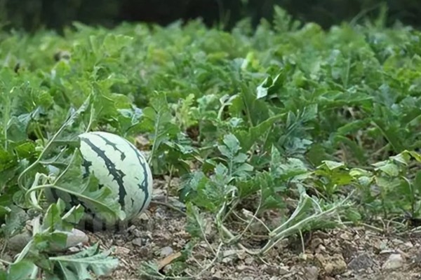 西瓜的适宜种植地区，以下4个区域均适合栽培