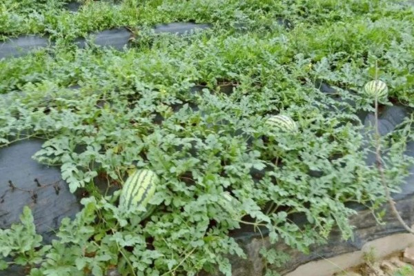 西瓜的适宜种植地区，以下4个区域均适合栽培