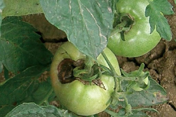 番茄早疫病的症状，发病初期叶片形成褐色坏死小点