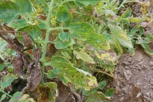 番茄早疫病的症状，发病初期叶片形成褐色坏死小点