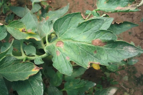 番茄早疫病的症状，发病初期叶片形成褐色坏死小点