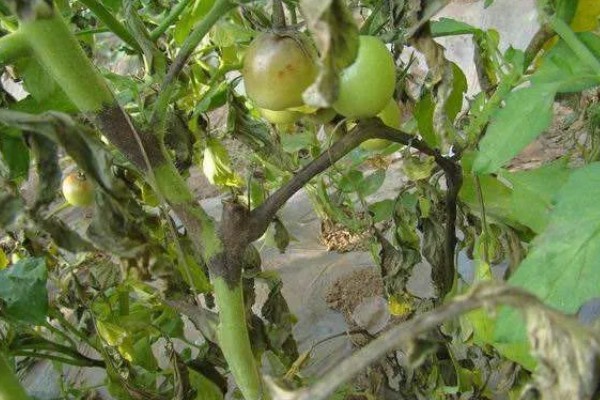 番茄早疫病的症状，发病初期叶片形成褐色坏死小点