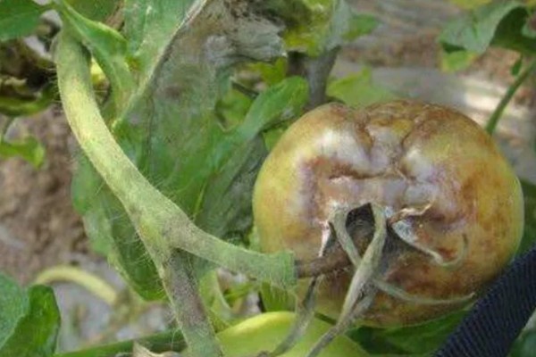 番茄早疫病的症状，发病初期叶片形成褐色坏死小点