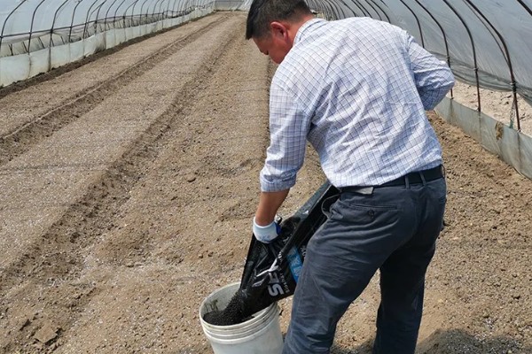 番茄早疫病的症状，发病初期叶片形成褐色坏死小点
