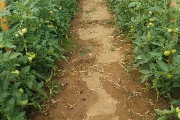 番茄早疫病的症状，发病初期叶片形成褐色坏死小点