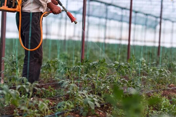 番茄早疫病的症状，发病初期叶片形成褐色坏死小点