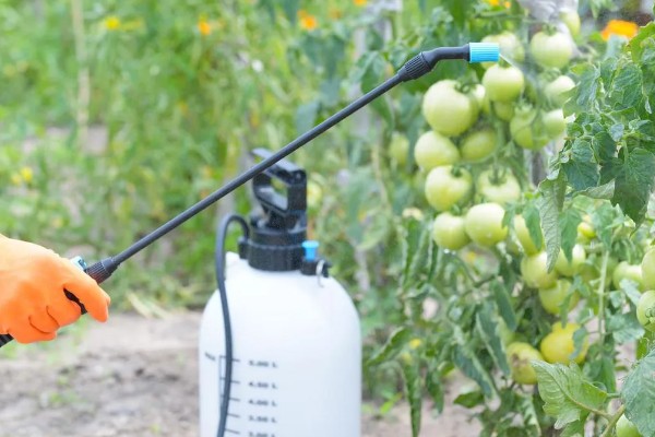 番茄早疫病的症状，发病初期叶片形成褐色坏死小点