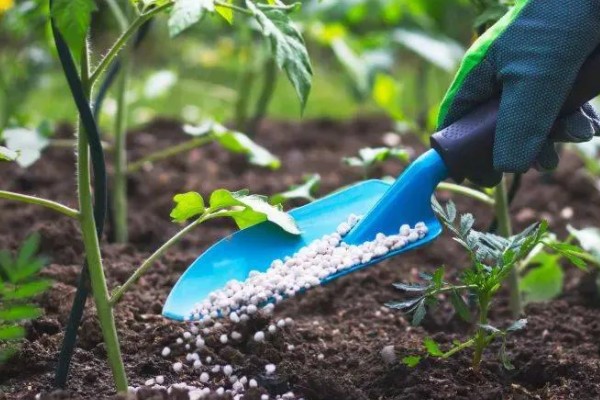 番茄早疫病的症状，发病初期叶片形成褐色坏死小点