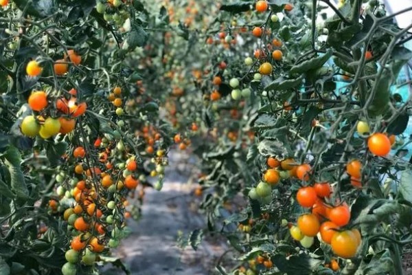 番茄早疫病的症状，发病初期叶片形成褐色坏死小点