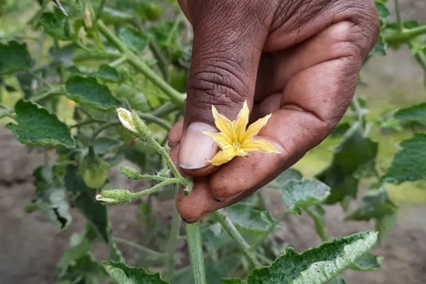 番茄早疫病的症状，发病初期叶片形成褐色坏死小点