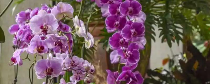 蝴蝶兰为什么根部发黄，常见过度浇水、温度不适等原因