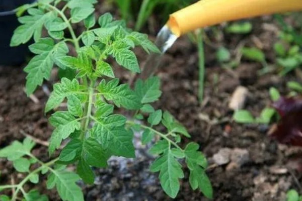 番茄早疫病的症状，发病初期叶片形成褐色坏死小点