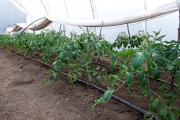 番茄早疫病的症状，发病初期叶片形成褐色坏死小点