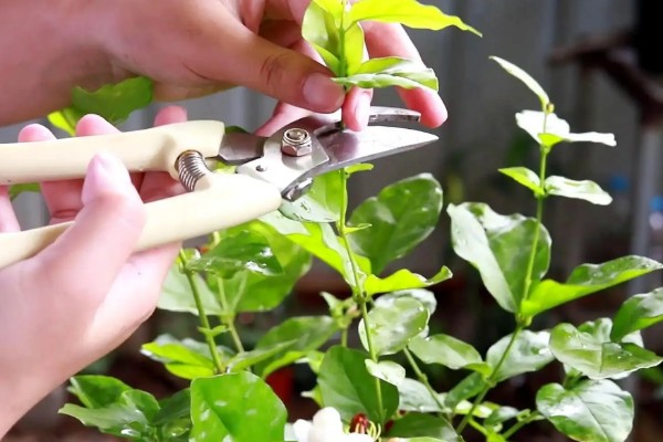 毛茉莉怎么养殖，花期追肥2-3次