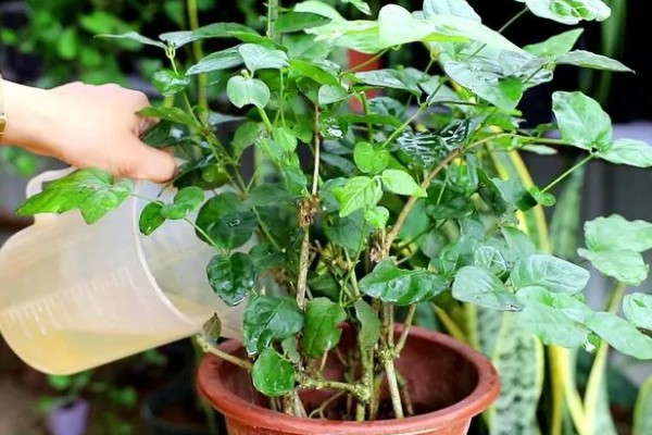 毛茉莉怎么养殖，花期追肥2-3次