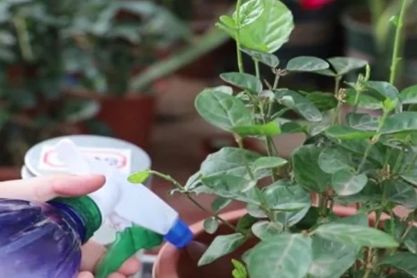 毛茉莉怎么养殖，花期追肥2-3次