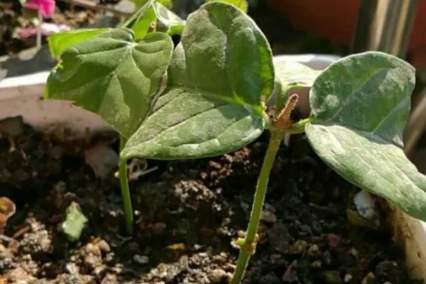 毛茉莉怎么养殖，花期追肥2-3次