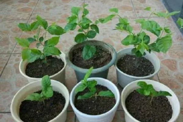 毛茉莉怎么养殖，花期追肥2-3次