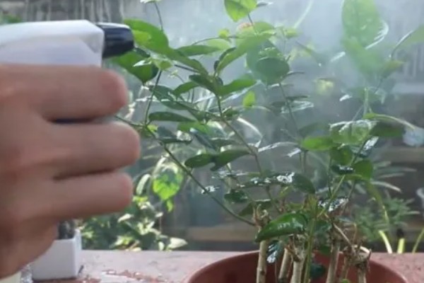 毛茉莉怎么养殖，花期追肥2-3次