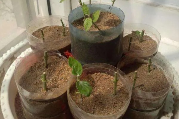 毛茉莉怎么养殖，花期追肥2-3次