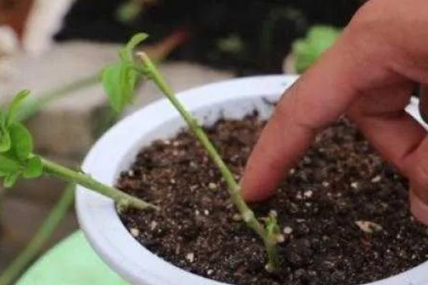 毛茉莉怎么养殖，花期追肥2-3次