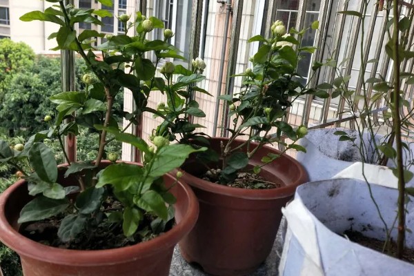 毛茉莉怎么养殖，花期追肥2-3次