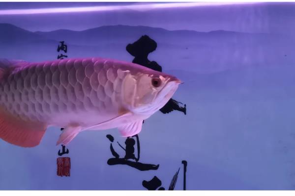 龙鱼是不是冷水鱼，主要分布在热带和亚热带地区