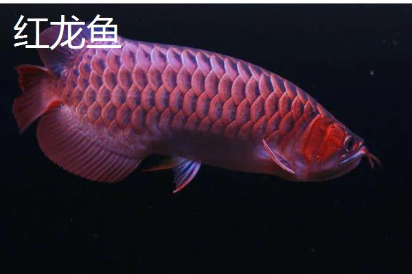龙鱼是不是冷水鱼，主要分布在热带和亚热带地区