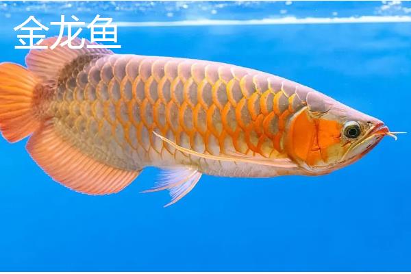 龙鱼是不是冷水鱼，主要分布在热带和亚热带地区