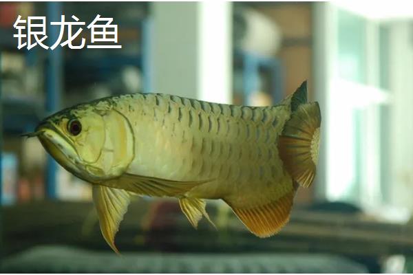 龙鱼是不是冷水鱼，主要分布在热带和亚热带地区