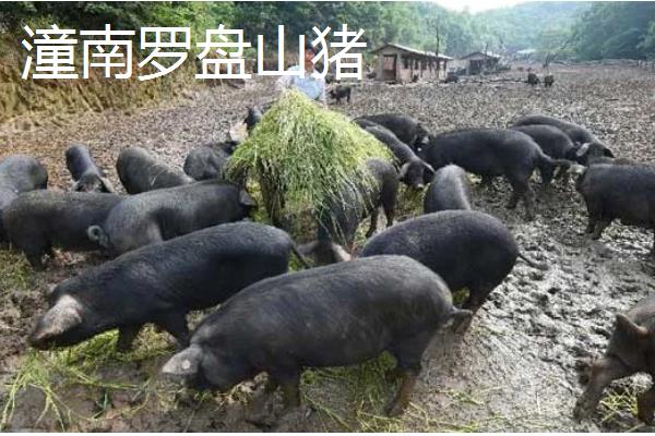 重庆市潼南县的特产，潼南萝卜具有无公害等特色