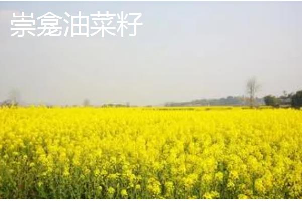 重庆市潼南县的特产，潼南萝卜具有无公害等特色