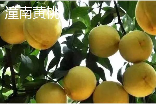 重庆市潼南县的特产，潼南萝卜具有无公害等特色