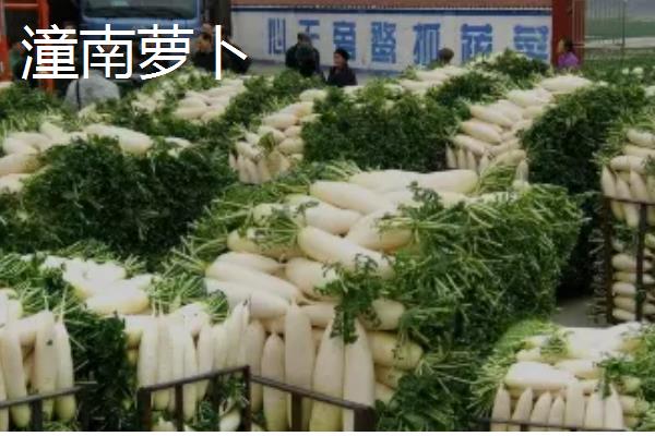 重庆市潼南县的特产，潼南萝卜具有无公害等特色