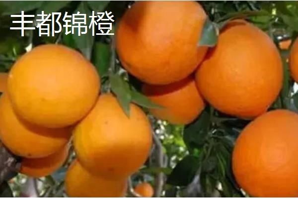 重庆市潼南县的特产，潼南萝卜具有无公害等特色