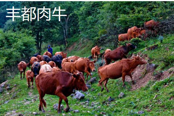 重庆市潼南县的特产，潼南萝卜具有无公害等特色